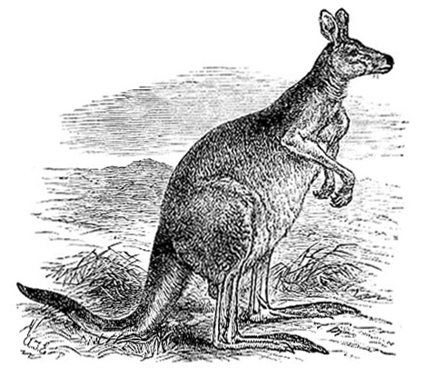 anatomy of kangaroo