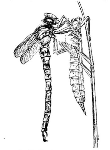 Dragonfly (Fig. 3)