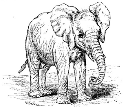 African Elephant image