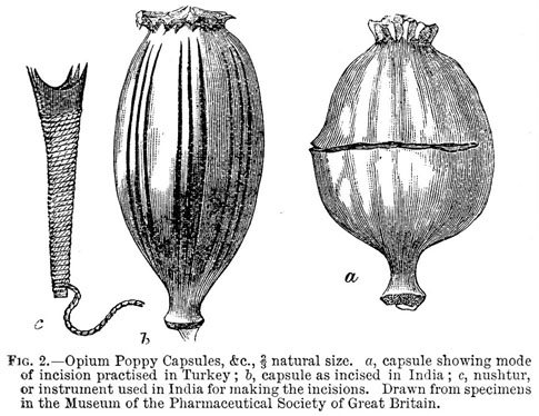 Opium poppy capsules image